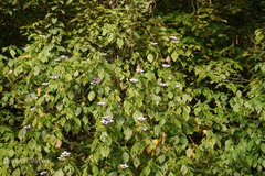 Barleria involucrata var. elata